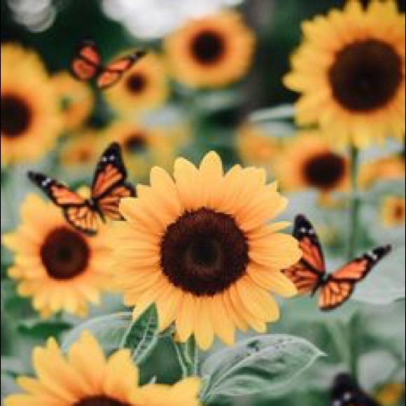 Meet your Posher, Josselin - Picture 1 of 1